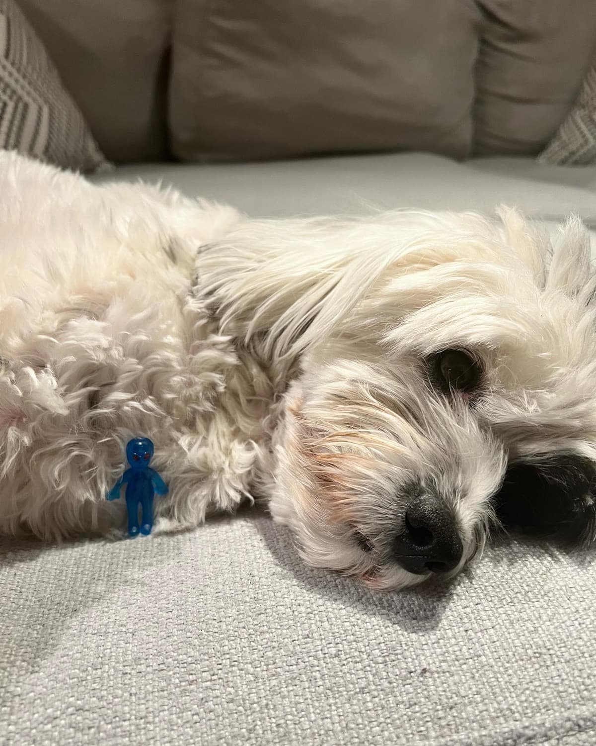 Koko alien - Image 1