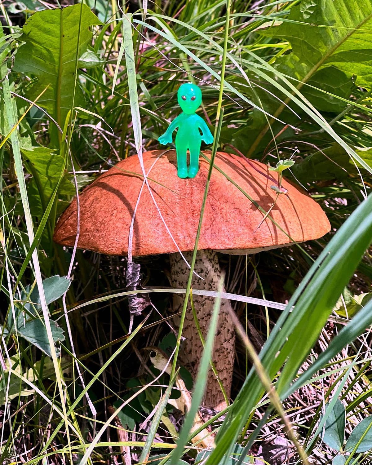 Mushroom alien 🍄👽 - Image 1