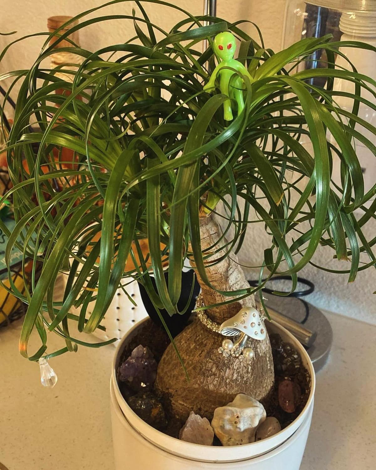 Pony Tail Palm Tree alien 🌴👽- Denver, Colorado - Image 1