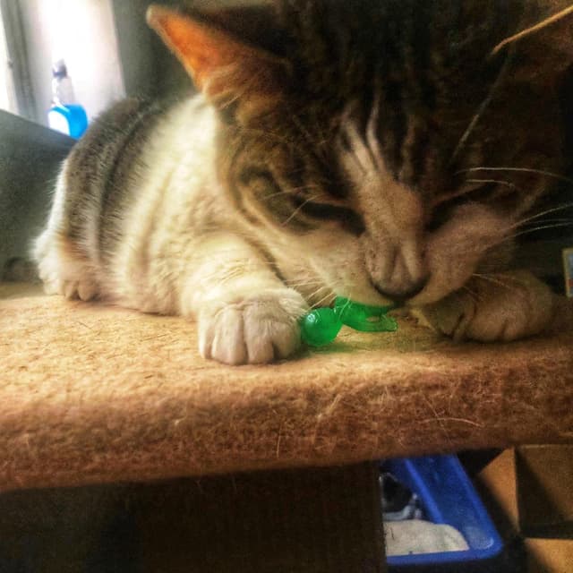 The hazards of being a tiny green alien on Earth