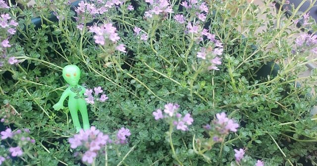 Alien in a field of pink thyme