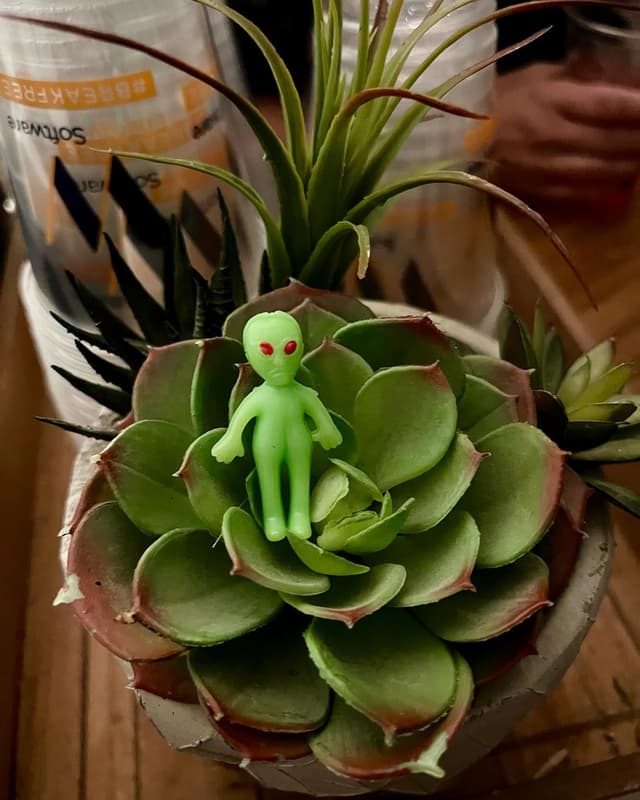 Succulent Alien π½π